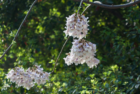 泡桐树 泡桐花 紫花泡桐