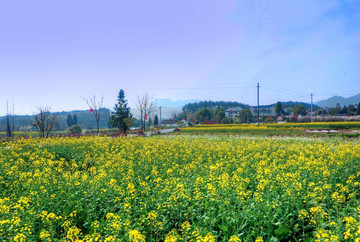 浙江兰溪芝堰村油菜花田