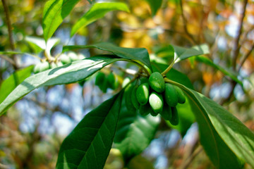 桂花树种子 果实