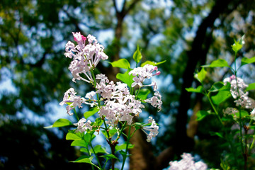 丁香花