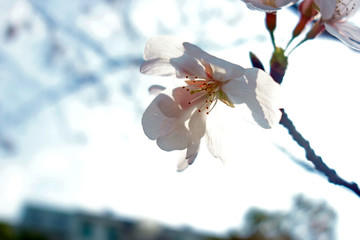 樱花 花蕊特写