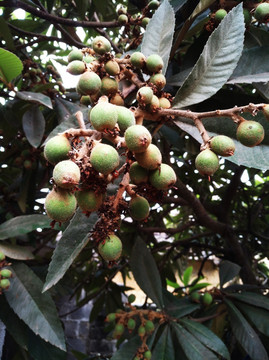 枇杷 枇杷树 果树 结果 水果
