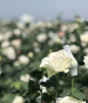 白色玫瑰花 植物 花瓣