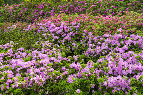 杜鹃花