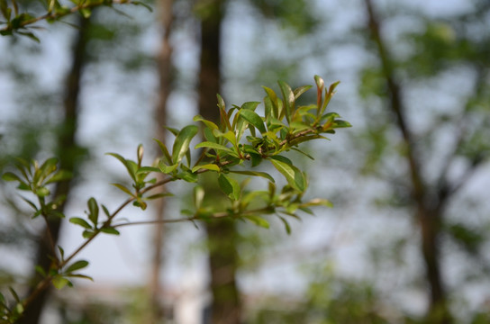 石榴树牙