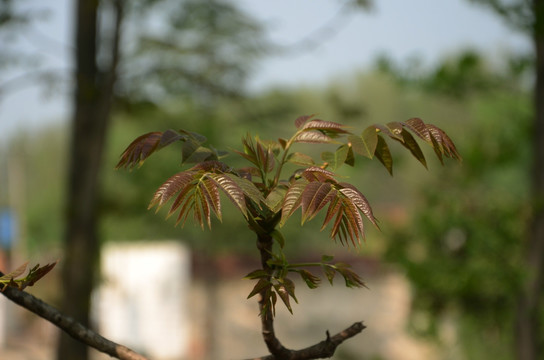 香椿