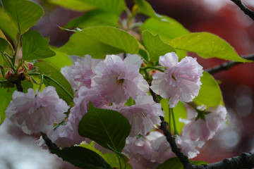 樱花素材