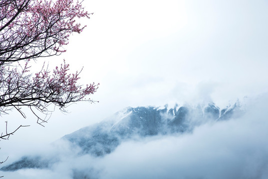 雪域桃花