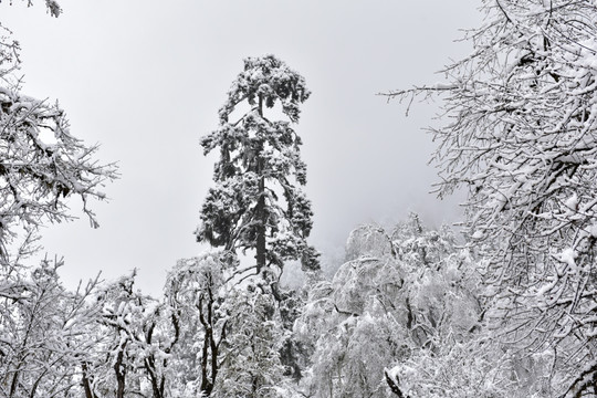 海螺沟 贡嘎山 雪山 柏树