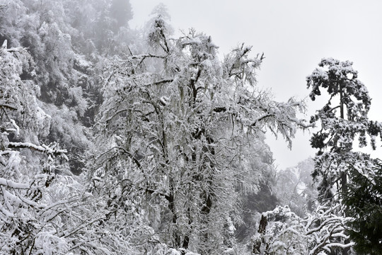 海螺沟 贡嘎山 雪山 柏树