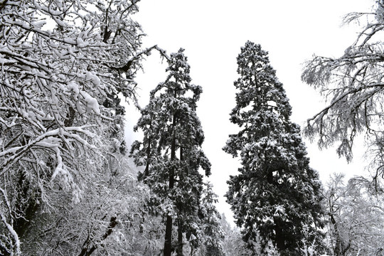 海螺沟 贡嘎山 雪山 柏树