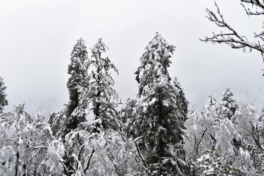 海螺沟 贡嘎山 雪山 柏树