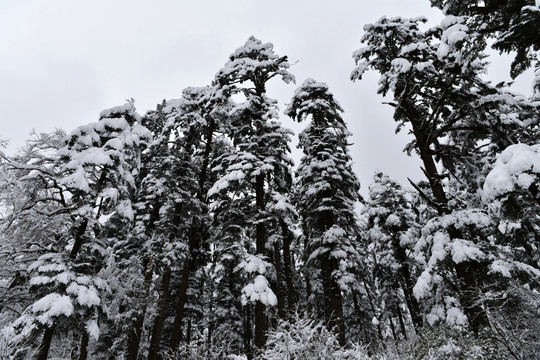 海螺沟 贡嘎山 雪山 柏树