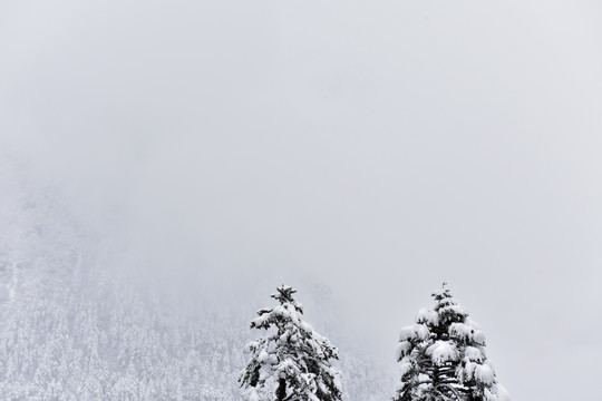 海螺沟 贡嘎山 雪山 柏树