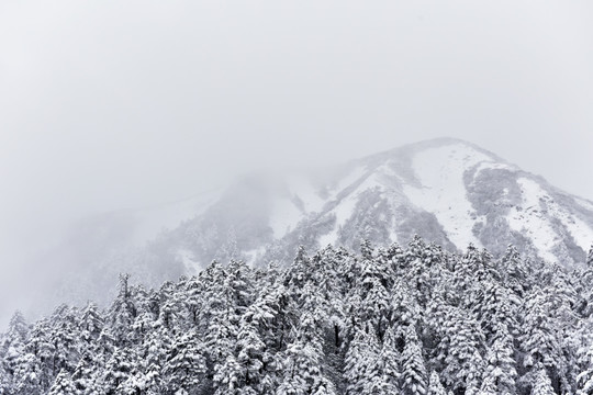 海螺沟 贡嘎山 雪山 柏树