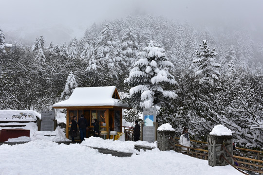 海螺沟 贡嘎山 柏树 松树