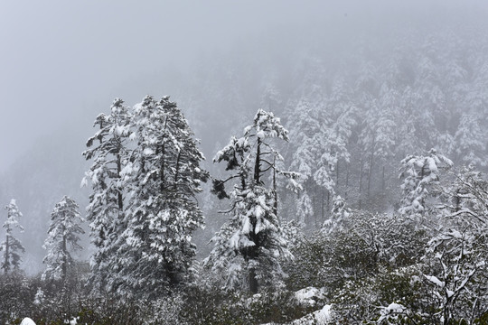 海螺沟 贡嘎山 雪景 冰雪