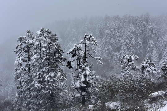 海螺沟 贡嘎山 雪景 冰雪