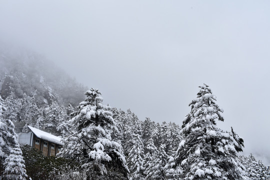 海螺沟 贡嘎山 柏树 松树