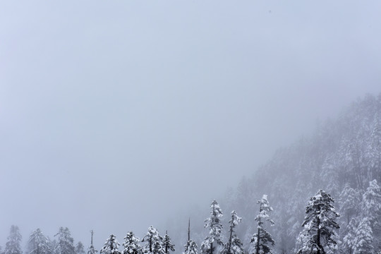 海螺沟 贡嘎山 柏树