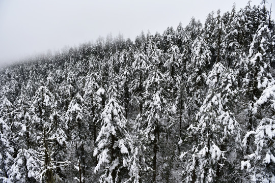 海螺沟 贡嘎山 雪景 冰雪