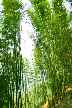 赤水红石野谷 竹海风光