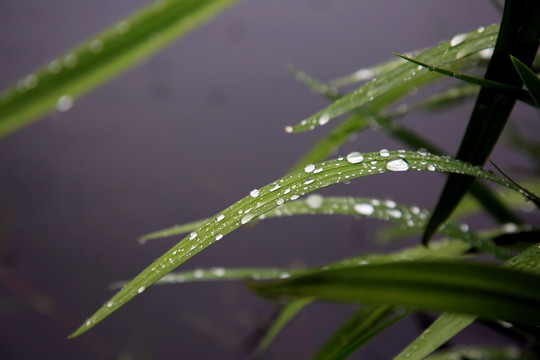 水草