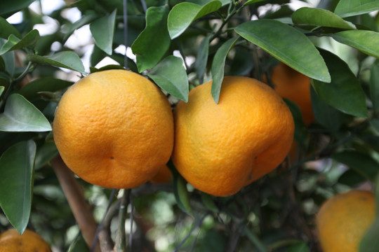 橘子 丑橘 桔子 果实