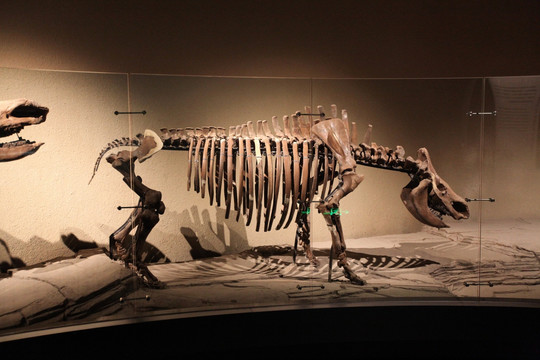 远古动物化石 野牛 犀牛