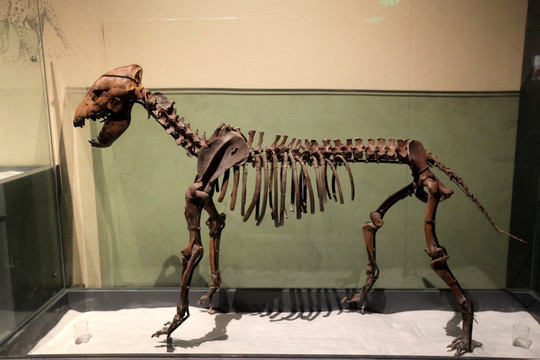 远古动物化石 野牛 考古 化石