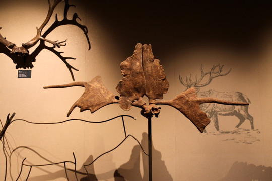 远古动物化石 大角鹿 考古 化