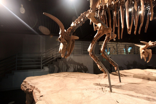 远古动物化石 野牛