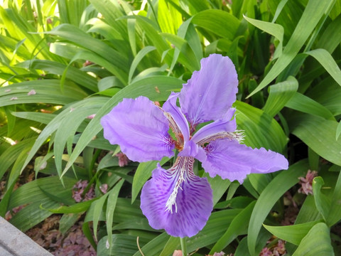 鸢尾花