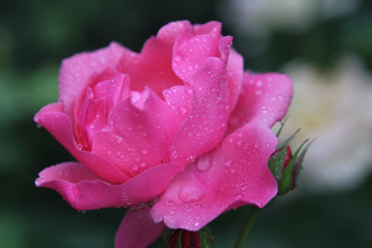 露露水中的粉红色月季花花朵