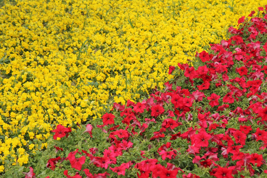 红花黄花三角形拼接