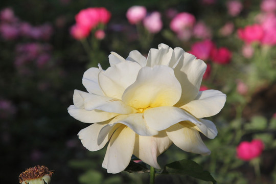 阳光下的白月季花朵