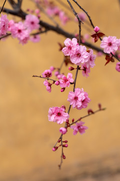 梅花 美人梅 唯美背景