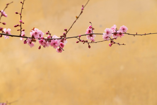 梅花 美人梅 唯美画意花枝