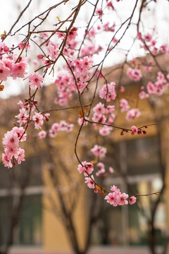 梅花 美人梅 唯美画意花枝