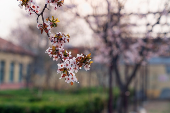 花开春天