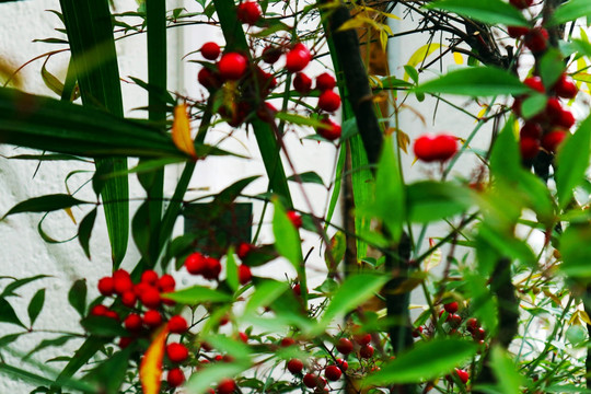 红豆 果实 植物