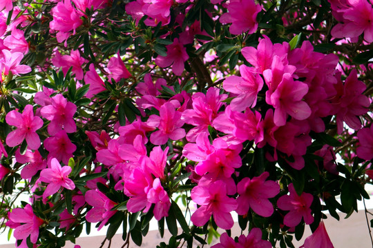 杜鹃花 映山红 花草