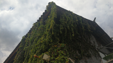 绿植墙 爬山虎 爬墙虎