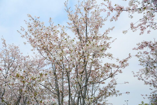 樱花