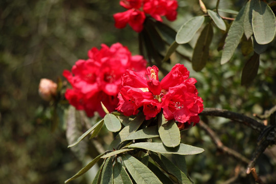 杜鹃花