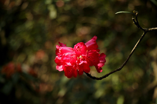 杜鹃花