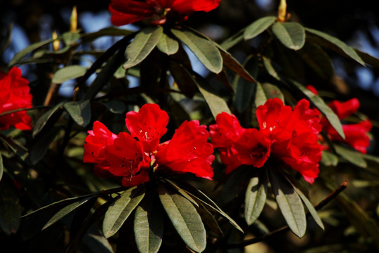 杜鹃花