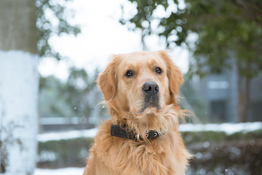 金毛犬