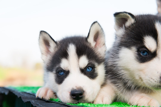 哈士奇幼犬