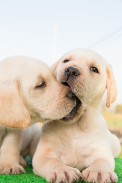 拉布拉多幼犬